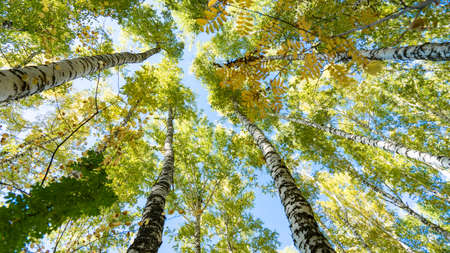 Bottom view of birch trees in autumn forest, Tomsk, Siberia