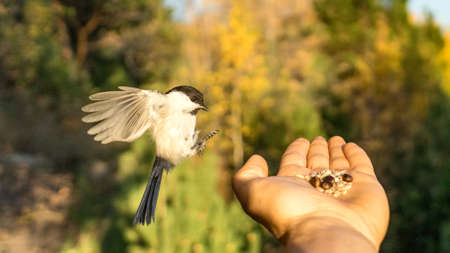 Tomtit is flying, autumn in Siberia, Tomskの写真素材