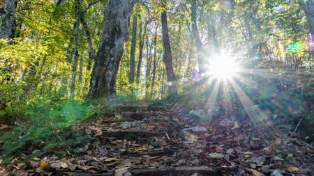 Sunlight and flares in forest. Hiking in forest near Sochi, Russia