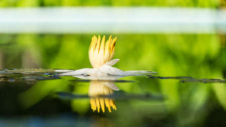 Water lily in the botanical garden of Sukhum, Abkhazia
