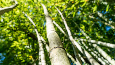 Bamboo forest bottom view, Arboretum in Sukhum, Abkhaziaの写真素材