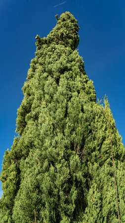 Cypress Trees on the sky background. View from the bottom. Sochiの写真素材