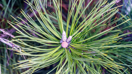 Evergreen tree, bright fir branch with long needles. Sochiの写真素材