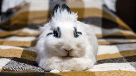 Cute decorative dwarf rabbit on the sofa. Sochi