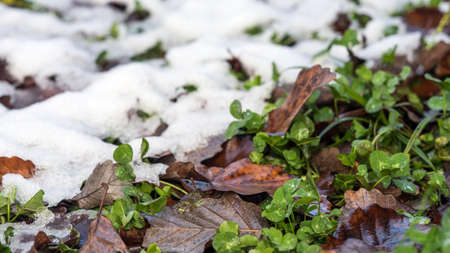 First snow lies on the green grass next to the withered brown fallen leaves. Krasnaya Polyanaの写真素材