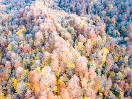 Aerial view of forest of the Caucasus mountains in autumn in Krasnaya Polyanaの写真素材
