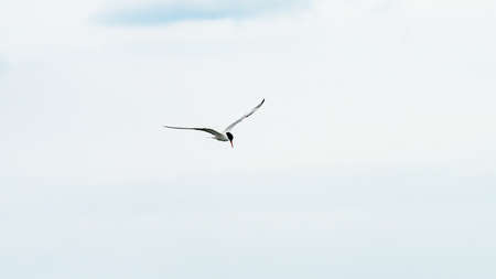 Bird is flying in a blue sky, Anapa