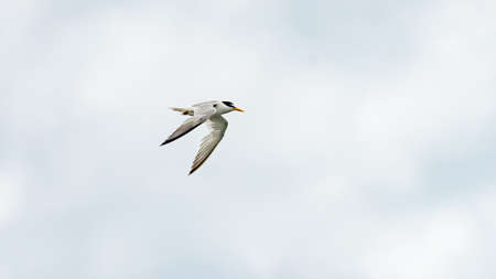 Bird flies in a blue sky, Anapa