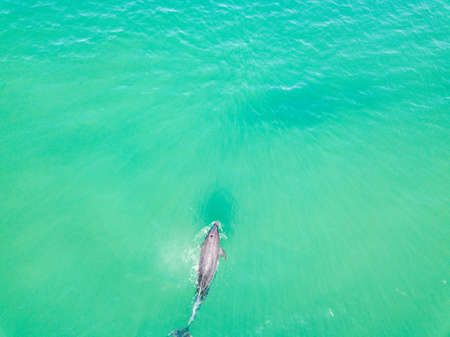 Top view of dolphins in the Black sea. Anapa 2020の写真素材