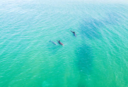 Top view of dolphins in the Black sea. Anapa 2020の写真素材
