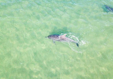 Top view of dolphins in the Black sea. Anapa 2020