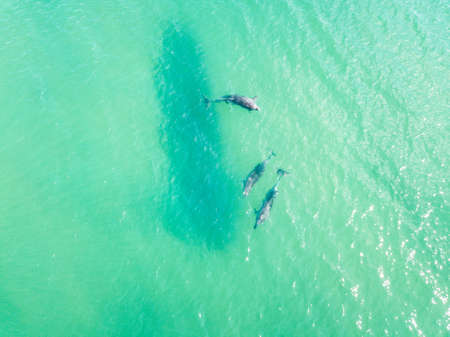 Top view of dolphins in the Black sea. Anapa 2020の写真素材