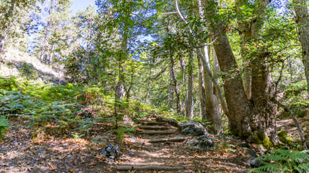 Beautiful green forest in Cyprus, close to Mountain Troodos, Cyprus.