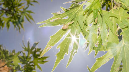 Sunshine Coming Through Green Leaves. Forest of Cyprus