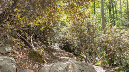 Beautiful green forest in Cyprus, close to Mountain Troodos, Cyprus.