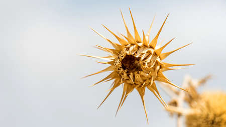 Close up of spiky dried flowers in Cyprus 2020の写真素材