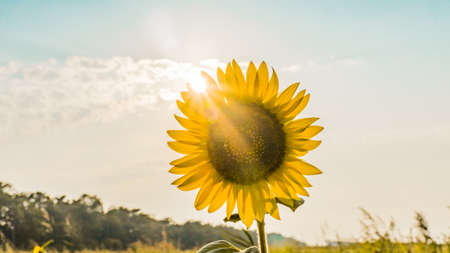 Beautiful Sunset, Sun disk behind Sunflower. Summer evening in Blagoveshchenskaya. Anapa, Russiaの写真素材
