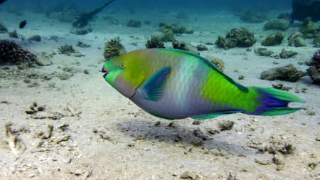 colorful parrot fish in the red sea, Eilat