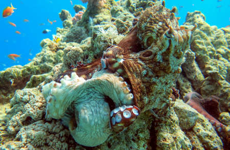 Octopuses are mating on coral reef in Red Sea, Eilatの写真素材