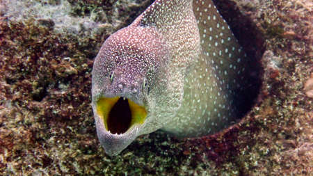Moray eel (lycodontis undulatus) in the Red Sea, Eilat