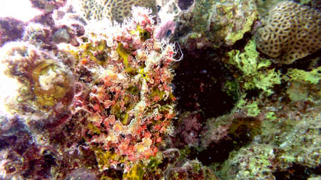 Colorful frogfish in the Red sea. Eilat.