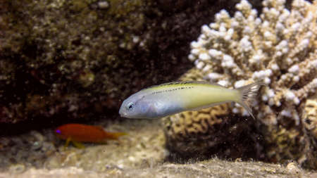 Blue-yellow Blenny, Ecsenius gravieri in the Red Sea, Eilatの写真素材