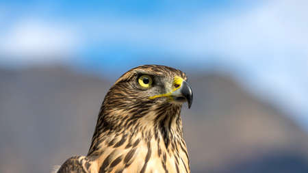 Close-up of beautiful hawk. Autumn in Abkhaziaの写真素材