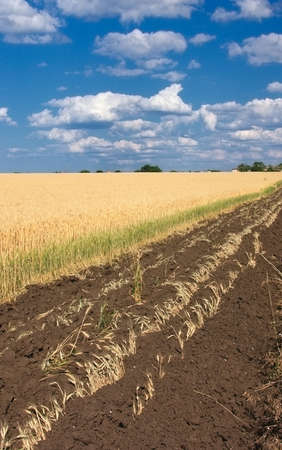 Field with ripening wheatの写真素材