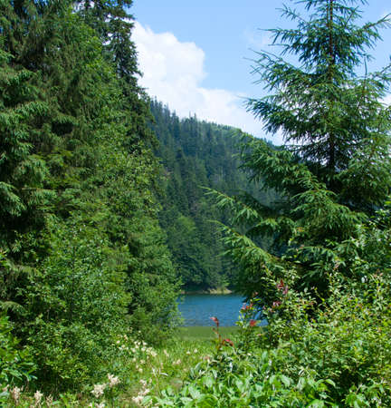wood mountain lake in the carpathians mountains