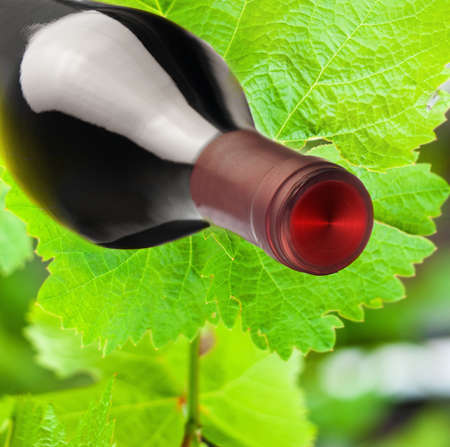 Wine composition  vine leaves and a bottle of wineの写真素材
