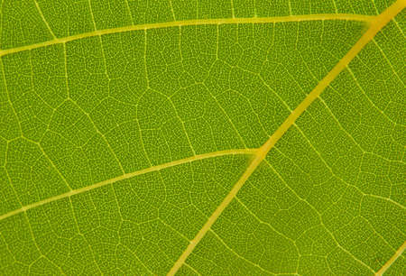 texture of the grape leaf