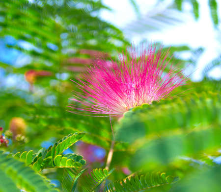 Persian silk tree  Albizia julibrissin  foliage and flowersの写真素材
