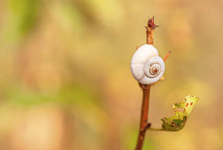 Snail Garden snail crawling on a stemの写真素材