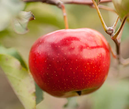 The branch of tree with fresh red appleの写真素材