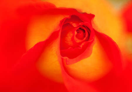 A vintage background with bright red and yellow roseの写真素材