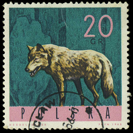 POLAND - CIRCA 1965  A stamp printed in Poland from the  Forest Animals  issue shows a wolf, circa...