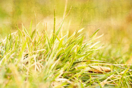 background of green grass, artwork in painting styleの写真素材