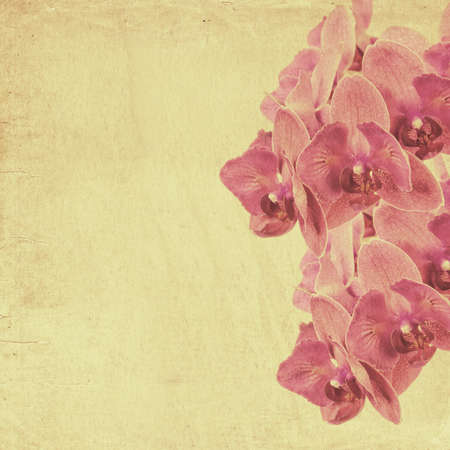textured old paper background with magenta phalaenopsis orchidの写真素材
