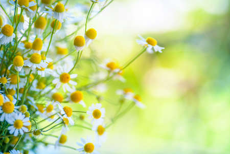 camomile flowers on a fieldの写真素材