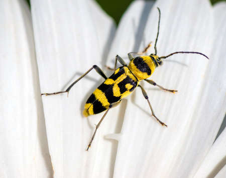 Yellow Beetle with black spots, creeps on a flower