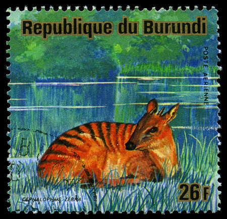 REPUBLIC OF BURUNDI - CIRCA 1976: a postage stamp shows image of the animals of savanna, "cephalophus zebra", circa 1976のeditorial素材
