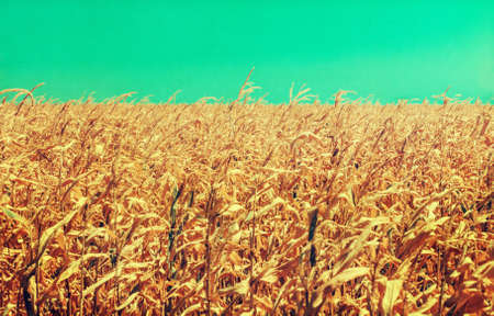 Drought Damaged Cornfield: Poorly developed cornstalks show the effects of prolonged hot, dry weather, retro colors, paper grainの写真素材