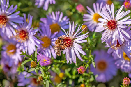 Chamomile Flower and Bee taken pollen Summer colorful backgroundの写真素材