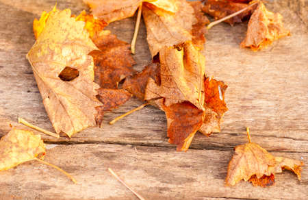 yellow wet autumn leaves on dark old wood