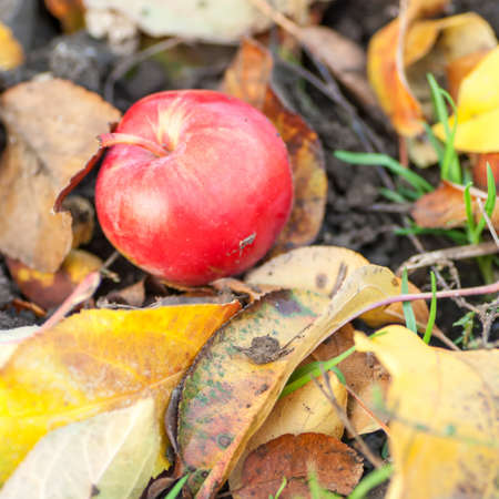 Red ripe apple on the ground among the autumn leavesの写真素材
