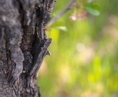 Tree trunk over with green grass blurred in backgroundの写真素材