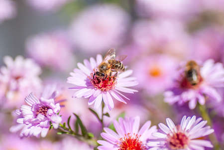 Bee on purple flower collect honey, blurred backgroundの写真素材