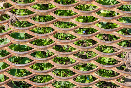 Old rusty lattice on a green grassの写真素材