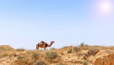 Arabian Camel graze at the Israeli Negev Desert. Israelの写真素材