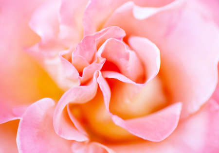 Blurred soft romantic pink rose in vintage styleの写真素材